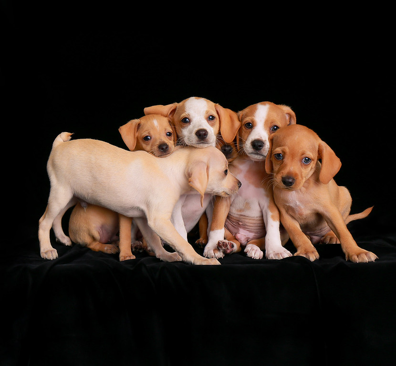 Illustration for article titled Las mejores fotos de perros del año, según un concurso que elige las mejores fotos de perros del año